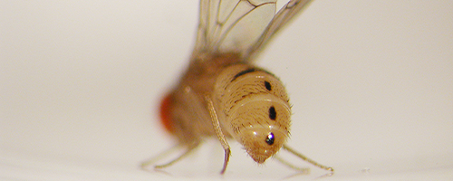 Banner 5_Drosophila_tripunctata